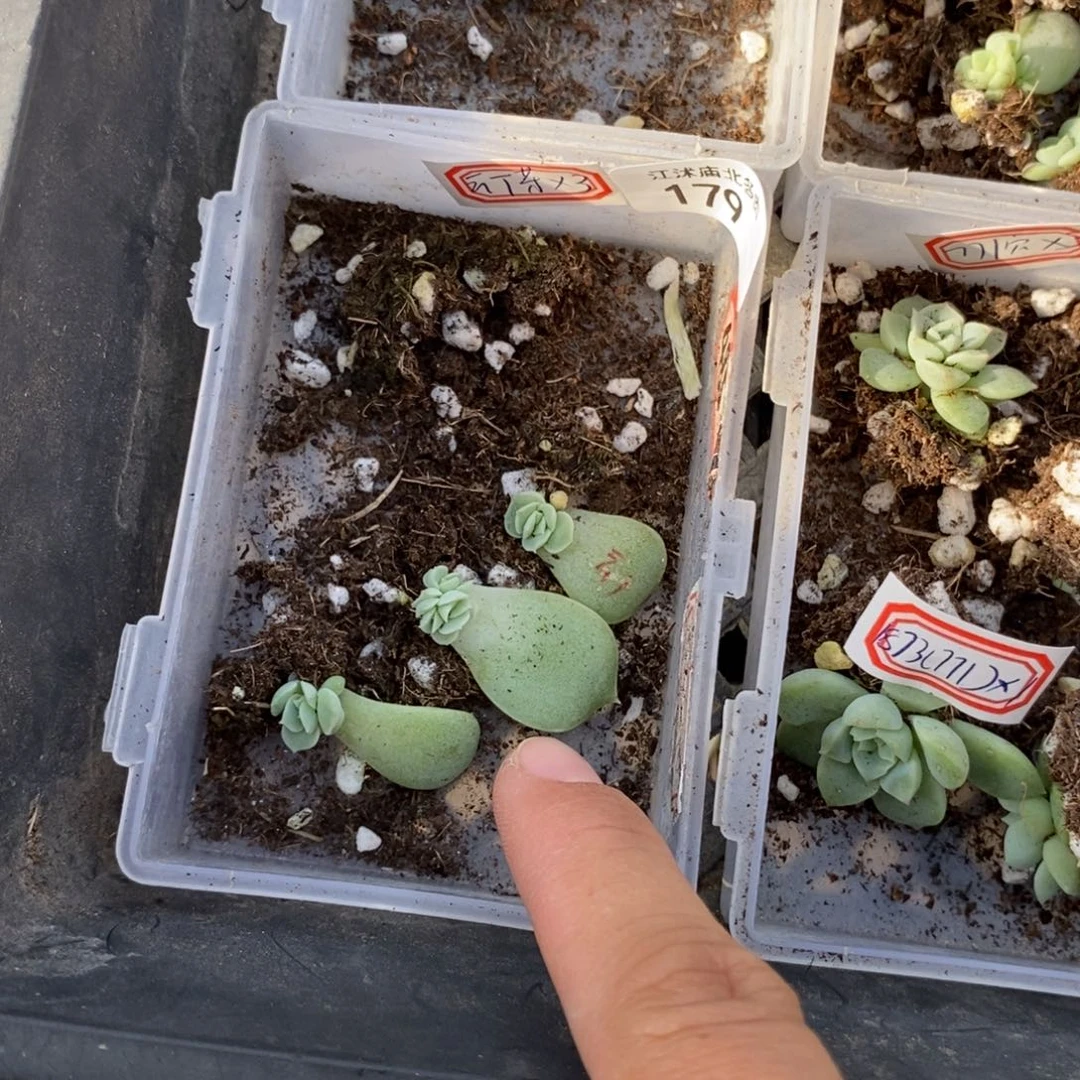 标179云腾芽苗一个