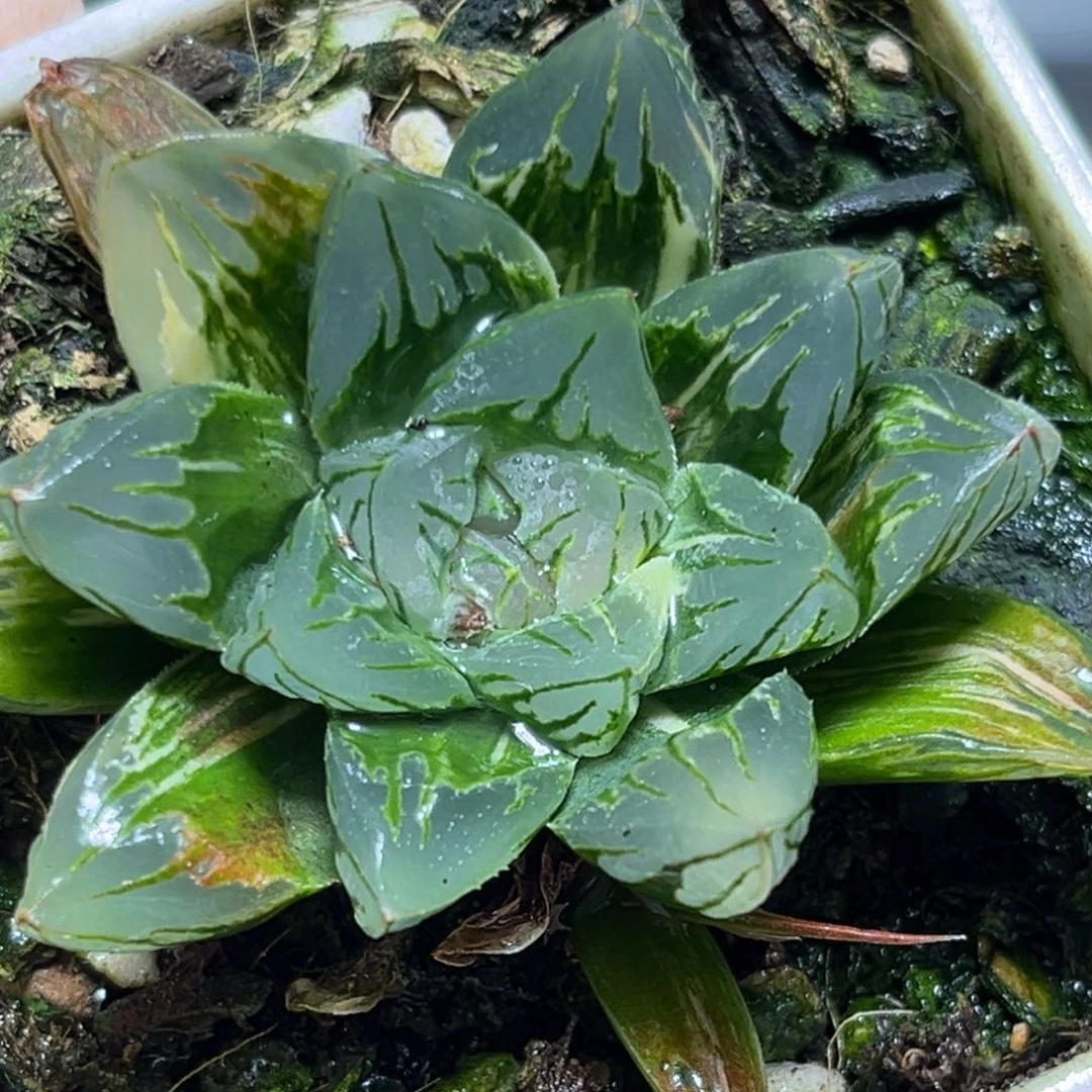 恭喜发财大吉大利0081