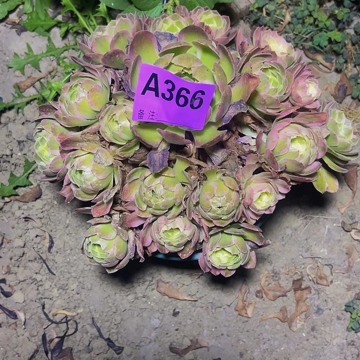 粉体海王13////5包邮