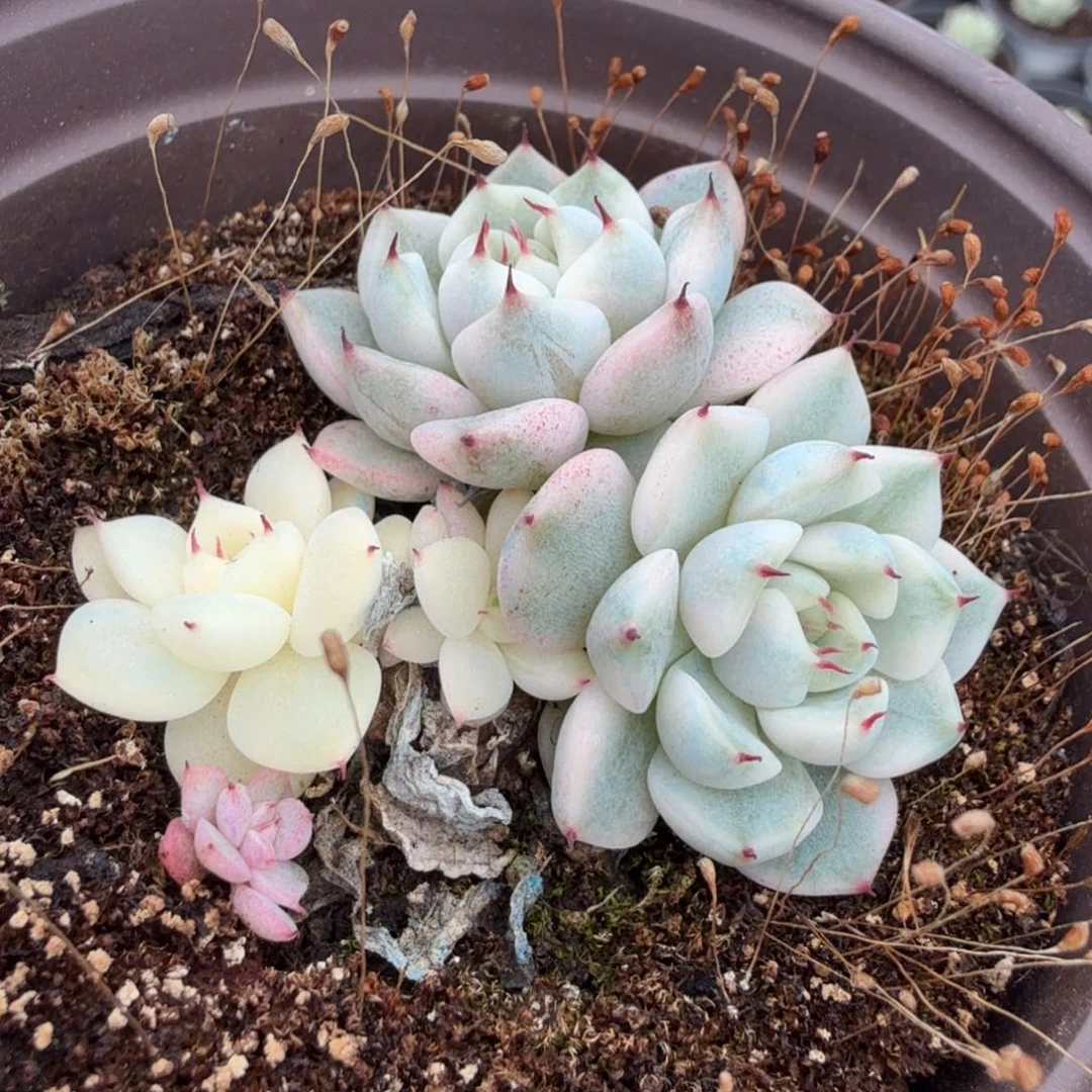 大锦边腹轮锦一刻的妲己锦