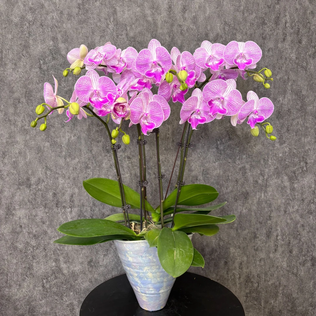 【圣罗莎-蝴蝶兰】珍贵品种 好养花期长 送礼装饰 室内观赏花