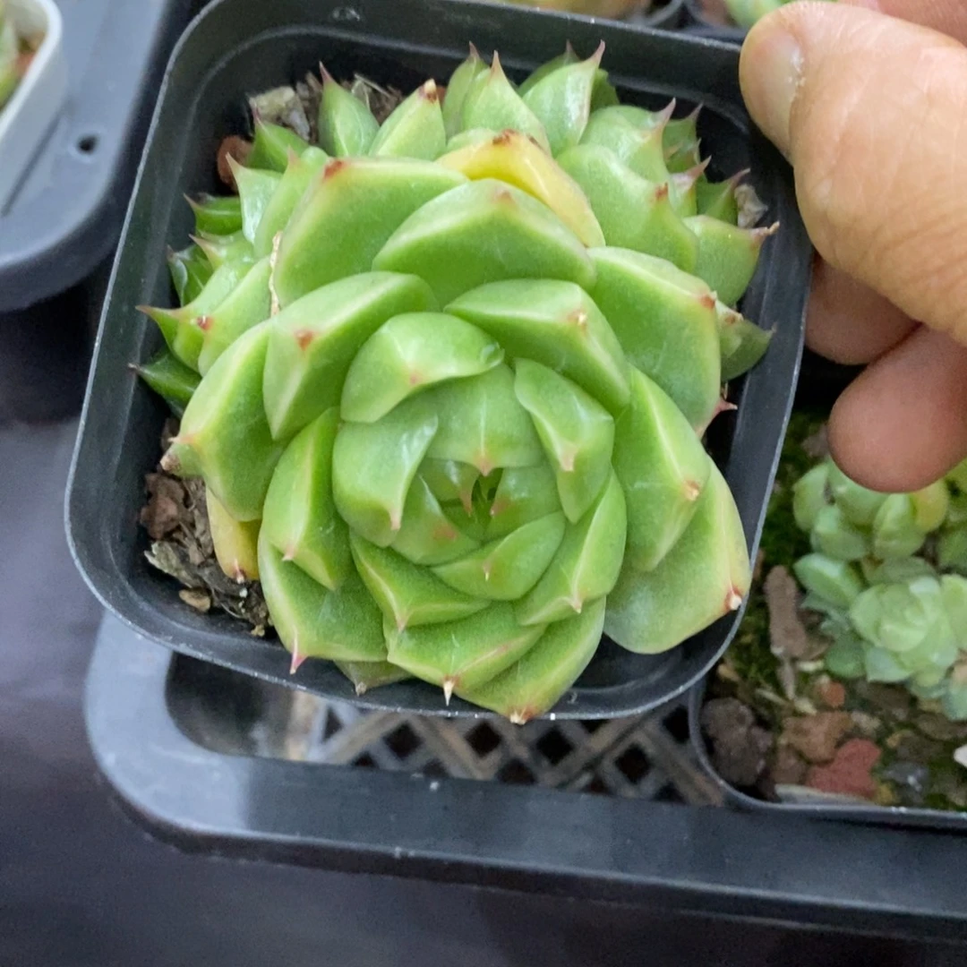 精品多肉一物一拍不包整29