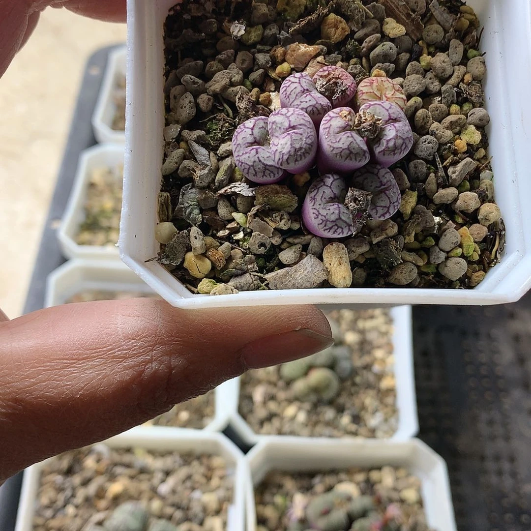 一*D198多肉植物保护