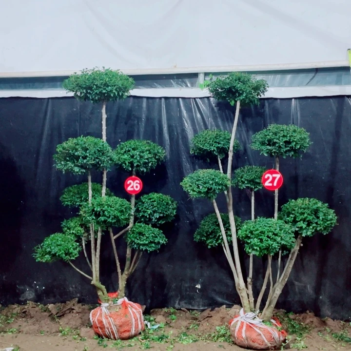 无花朵一物一拍一物一拍