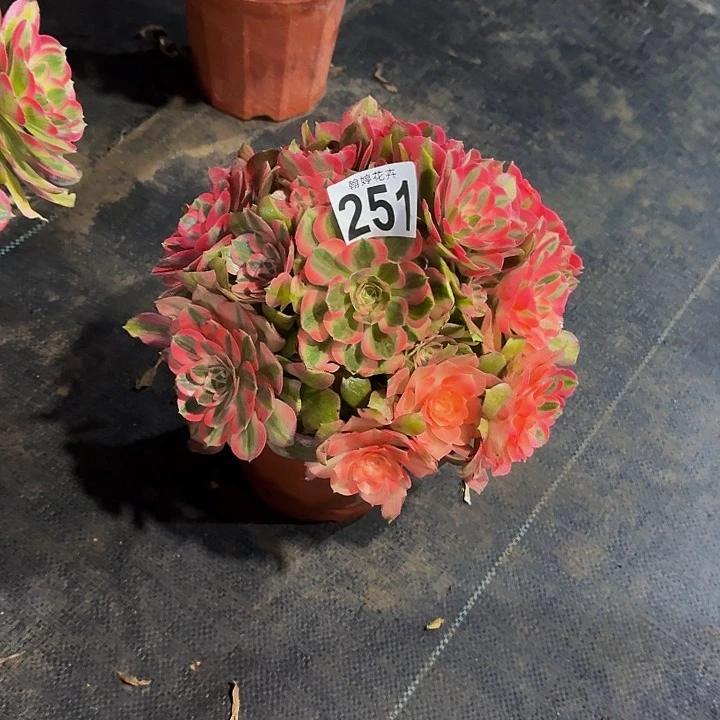 000000000000251香妃