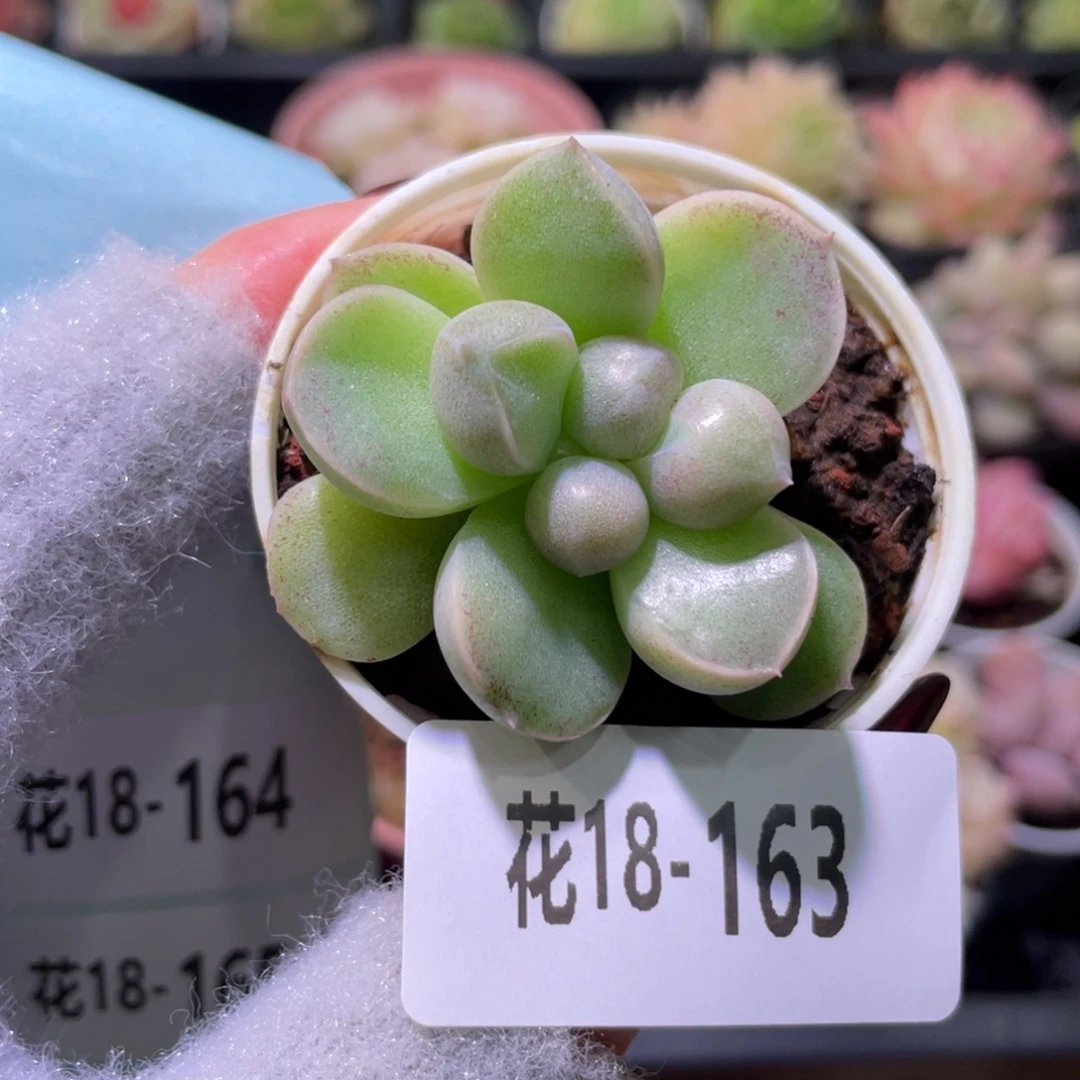 花利美18-163新品