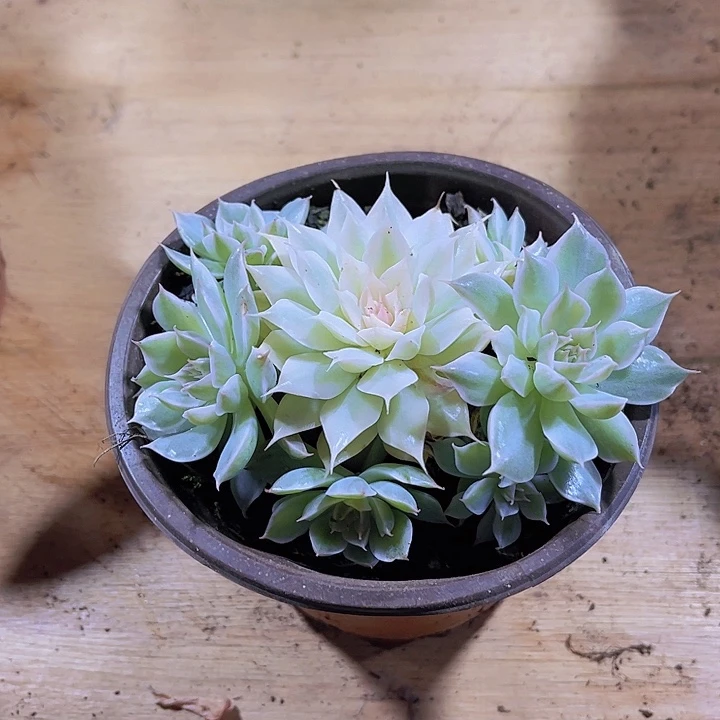 杯*0000000000000127