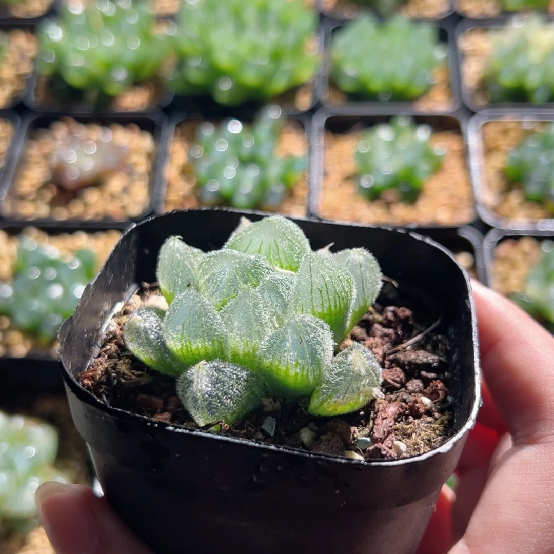 玛丽莲梦露多肉植物