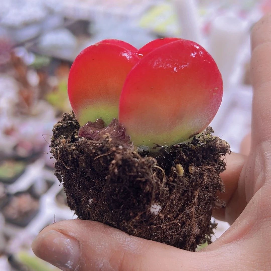 唐寅19包邮多肉多肉