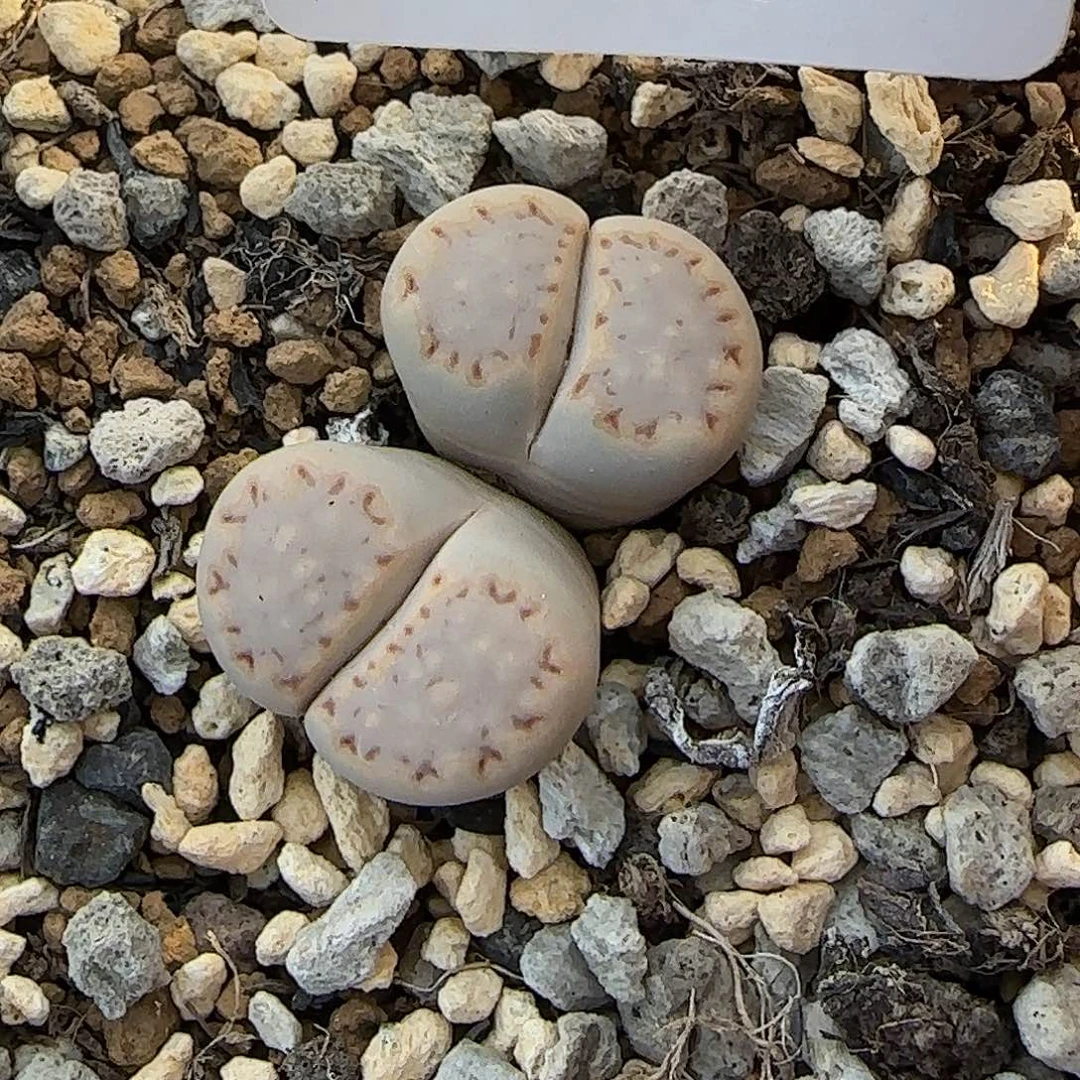 8756。默认脱土。18包邮。偏远88包邮