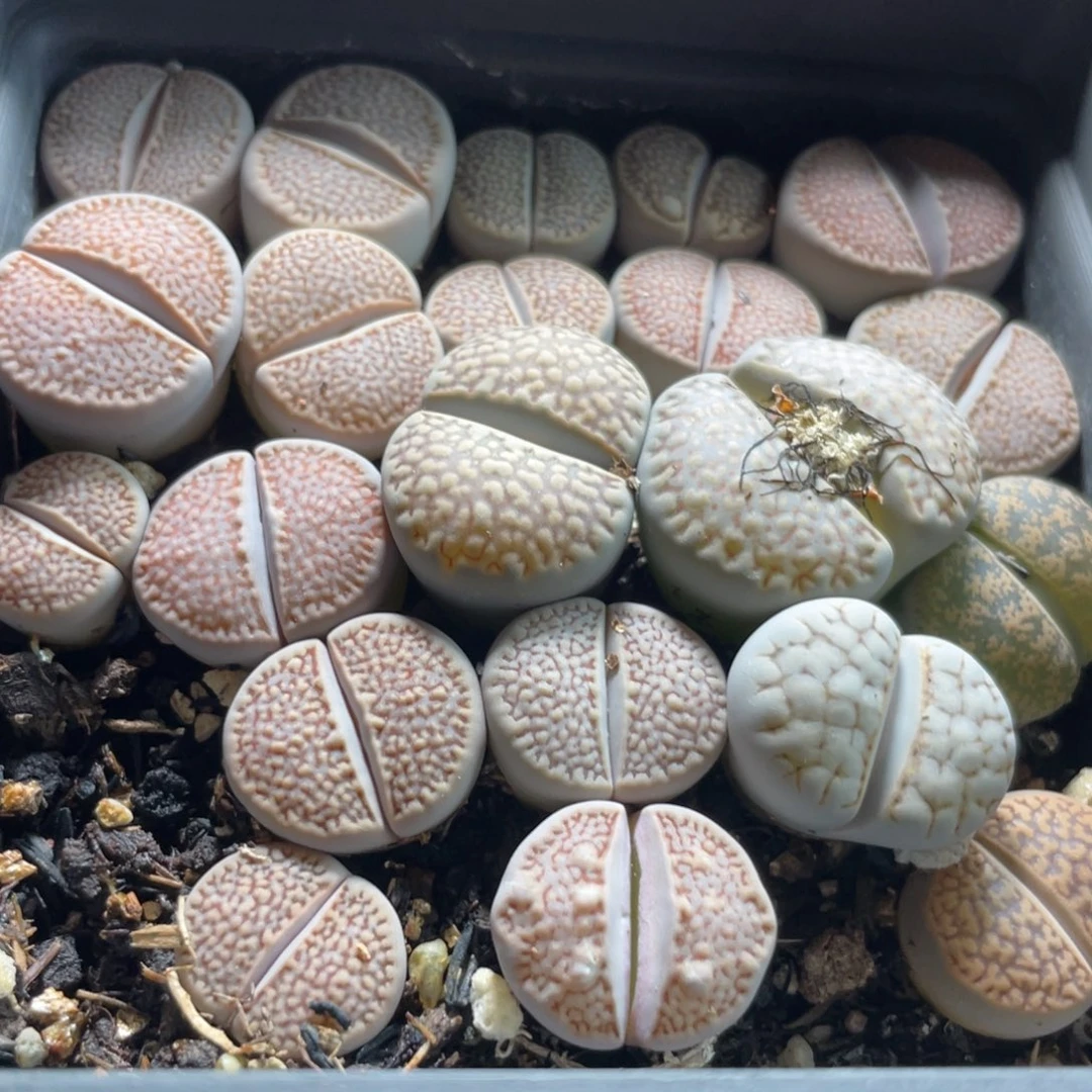 大盆特价一物一拍～38