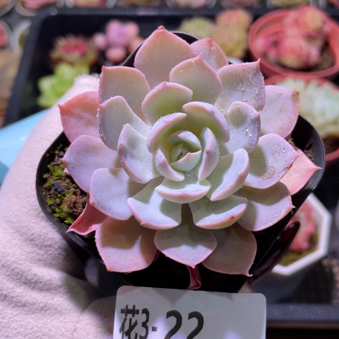 花利美3-22蓝石莲