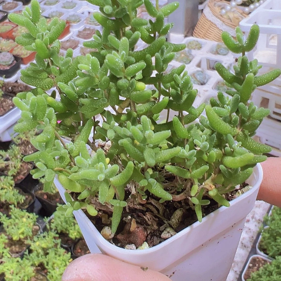 蜜桔枝干19包邮多肉植物