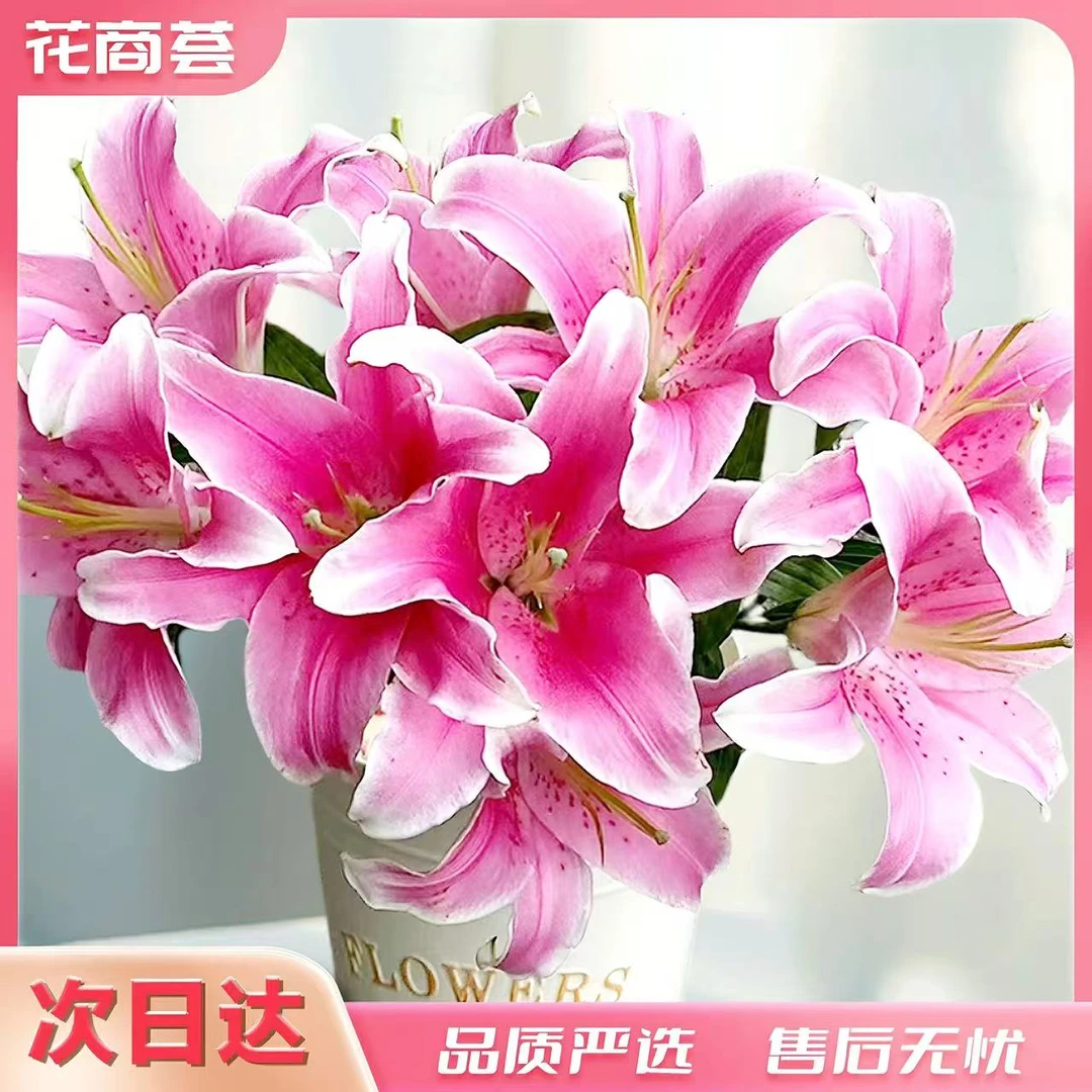 【京津冀顺丰次日达】索尔帮百合-鲜切5枝