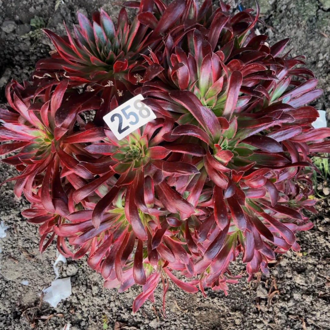 孔雀法师28////44包邮