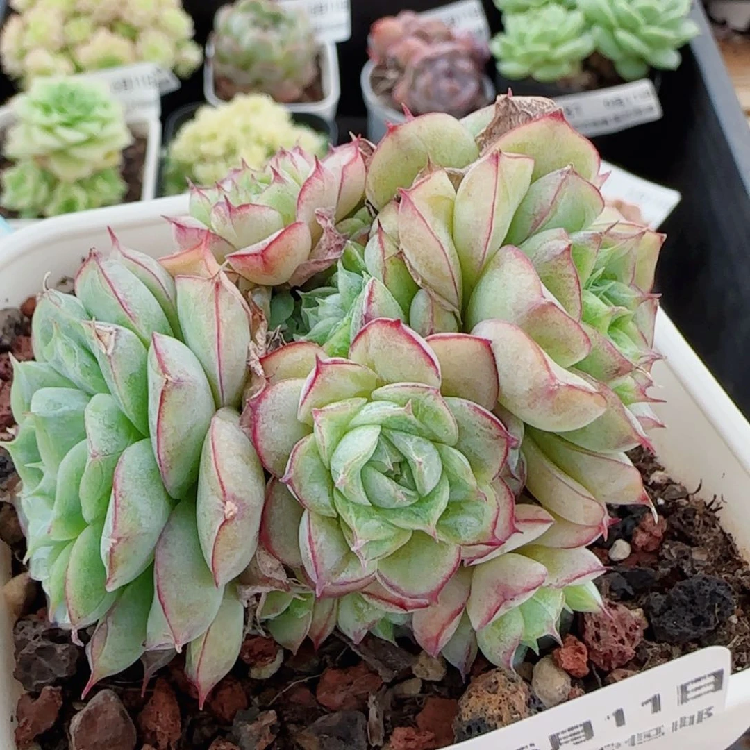 花语逸镜0611-90散福利