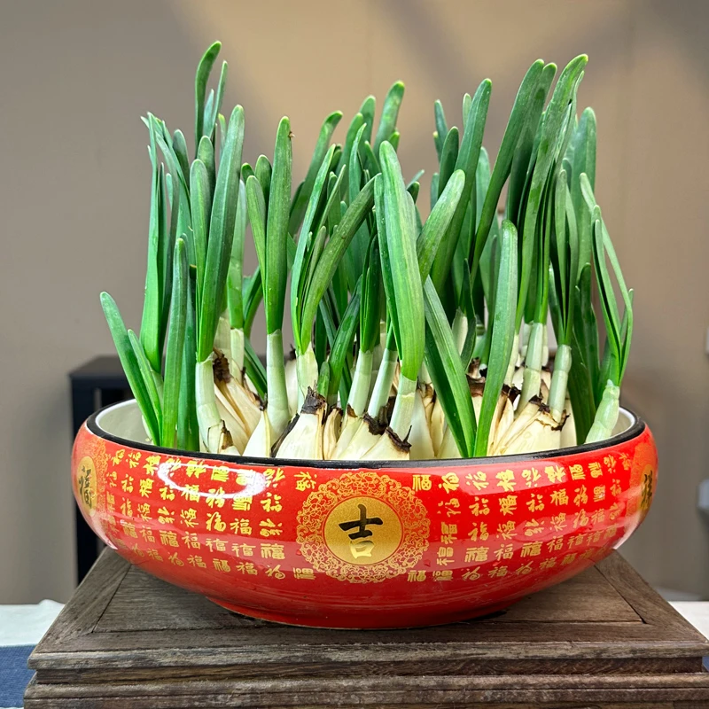 八字切水仙花漳州种球大球冬季室内水培植物水养花卉盆栽种子头