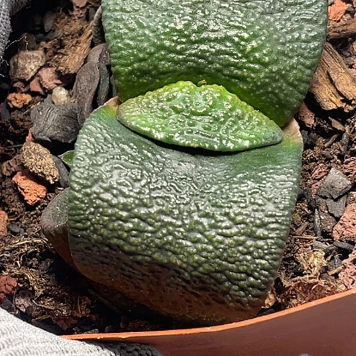 卧牛一物一拍3号111