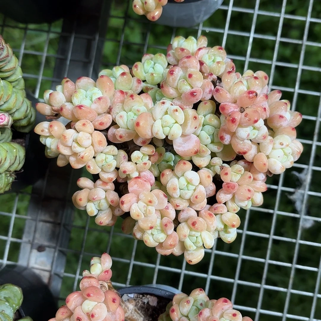 罗琦老桩群冠幅12㎝带盆土发货