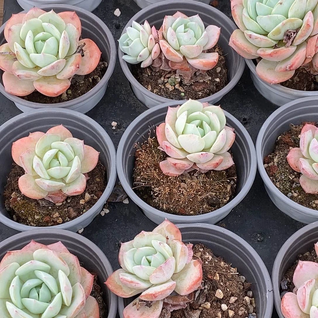 金汇园艺，150恋曲