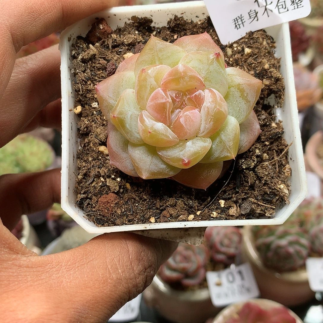 精控拇指盆11.19821