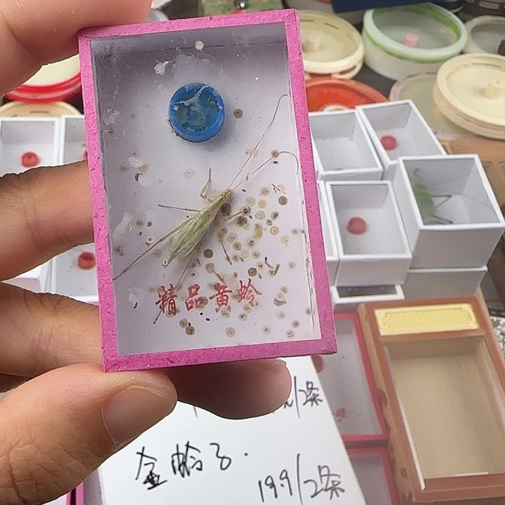 安徽休紫竹蛉一条