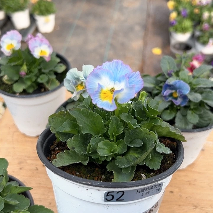 红陶抖音直播闪拍52