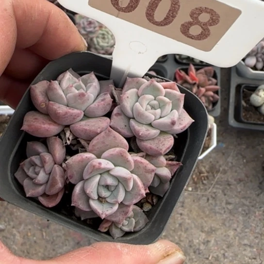 8粉斑点多肉植物多