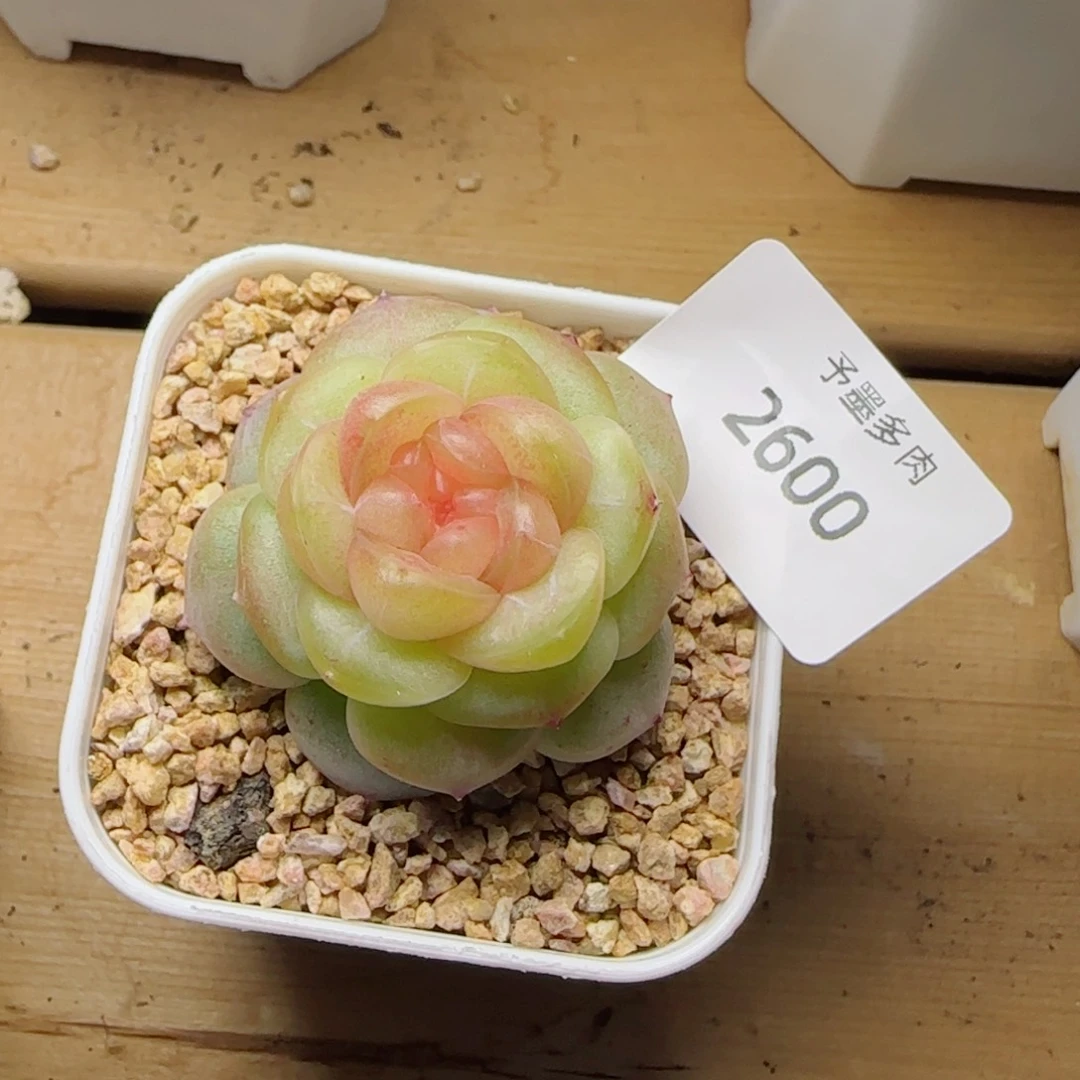 QQ糖，2600多肉植物