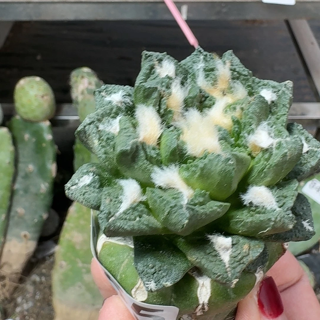 全部花朵勾尤龟甲牡丹255