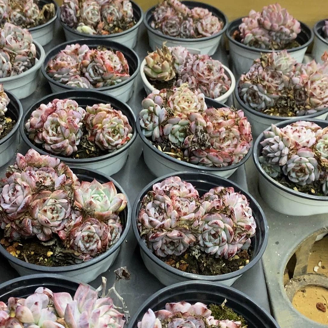 06天鹅绒群生 福利多多