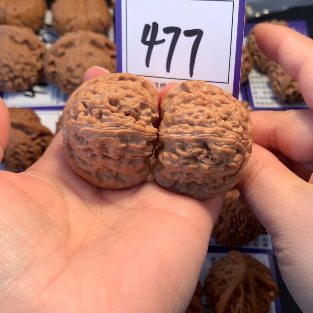 核桃477白狮子4.3全品