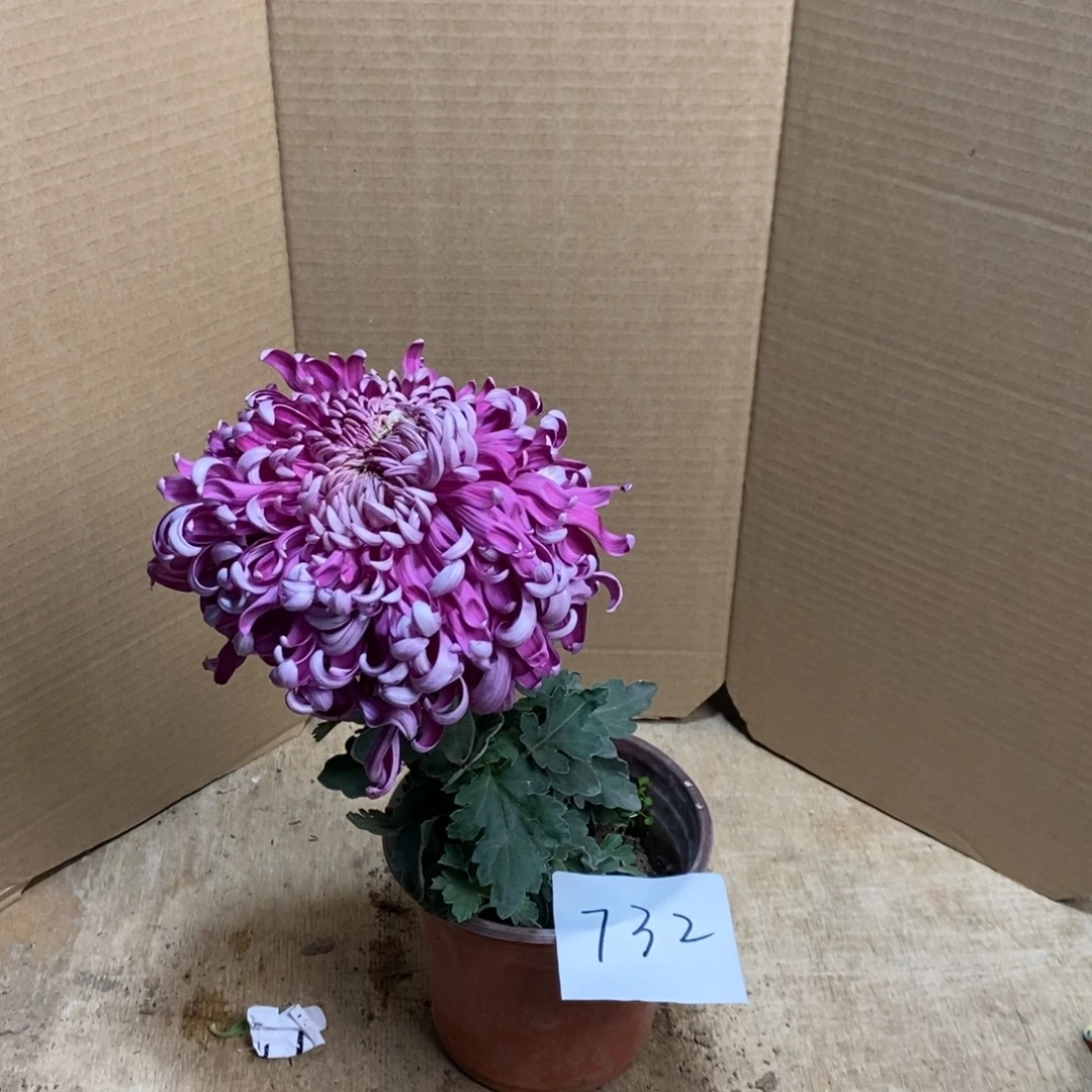 完全开放000000732