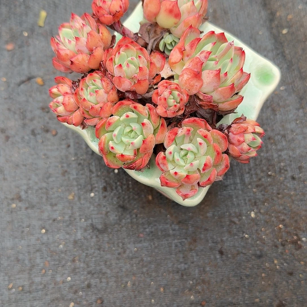 ?***亿娜娜小狗不带盆多肉植物