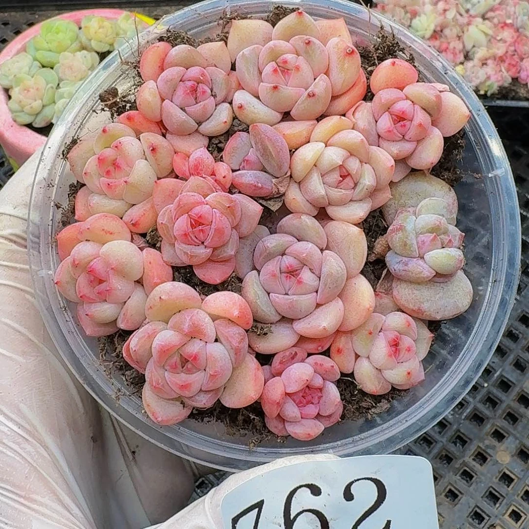 多肉植物多肉植物762