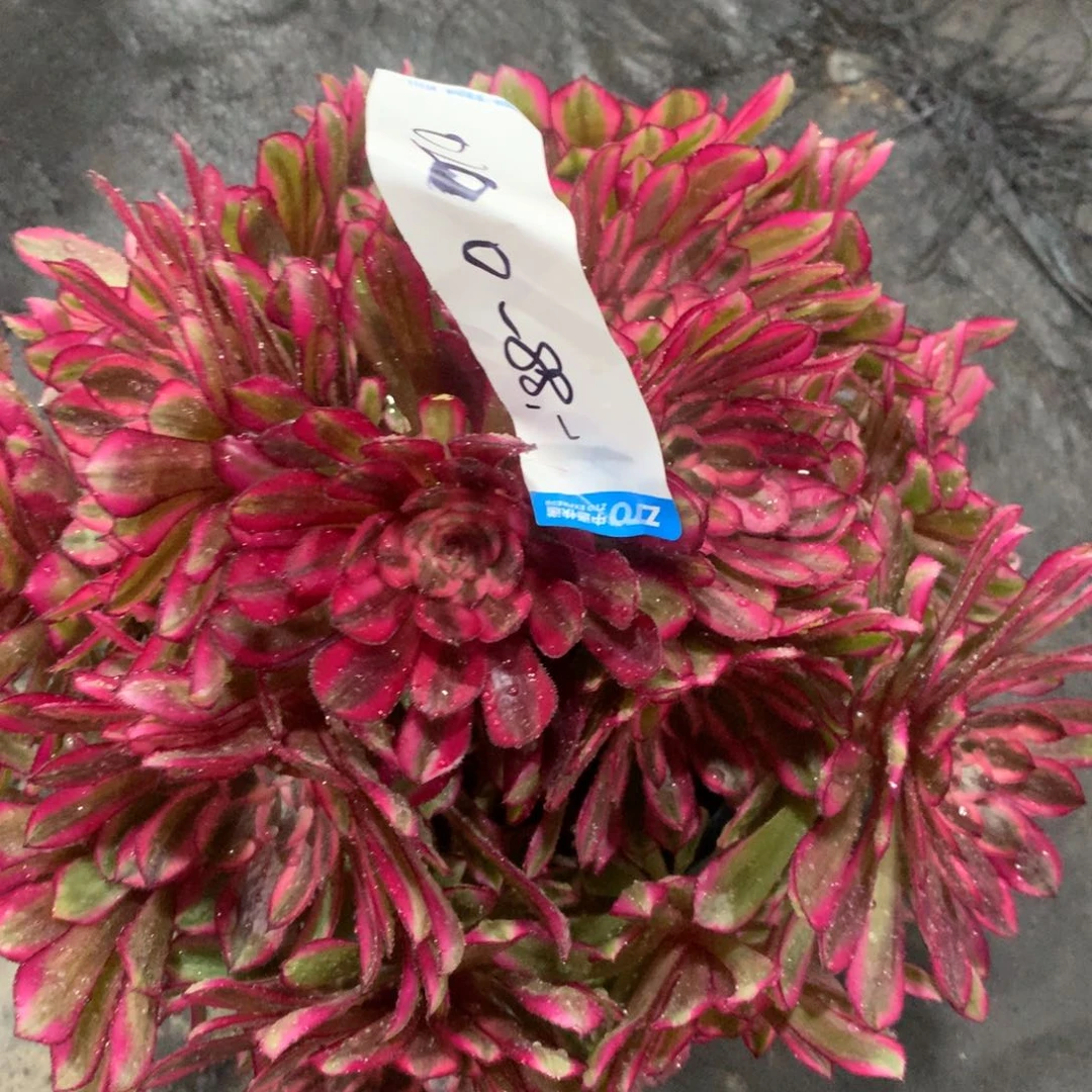 紫砂茶杯0200白月光朵朵福利福利88