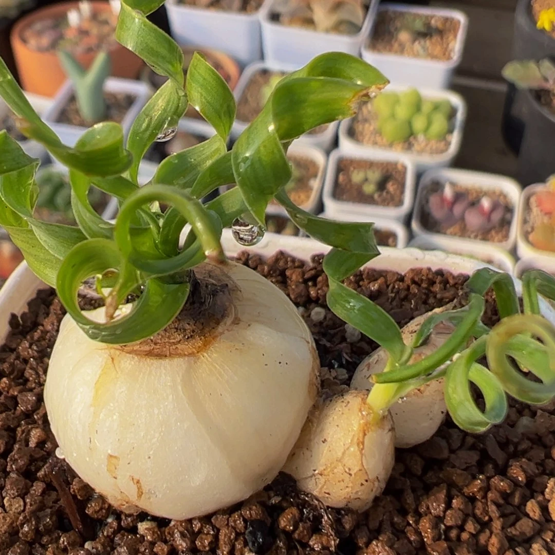 13多肉植物百科植物