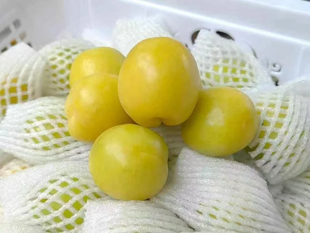 新疆小白杏 甜过初恋 净重2.5斤 礼盒装