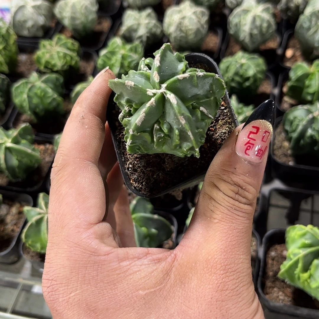 绿精选核桃鸾凤玉单头发货有根