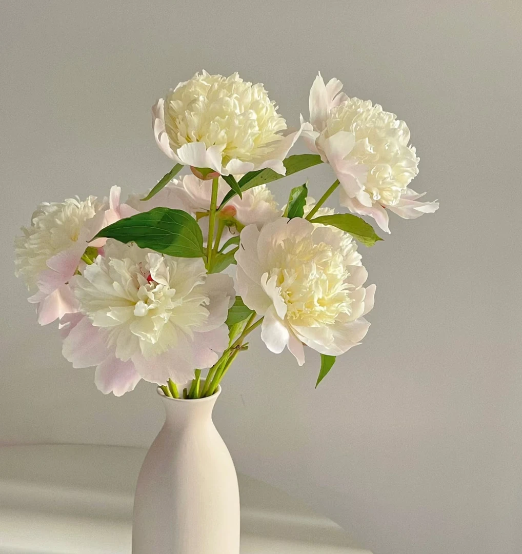 【凤羽落金池AK】10枝芍药 花头偏小   | 全场任意满鲜花两单包邮