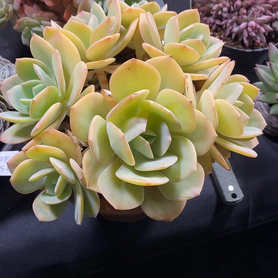 1***座酸奶多肉 白凤多头