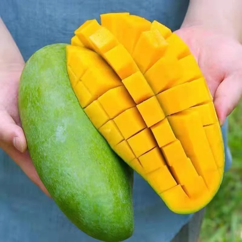 Q【催熟食用】正宗大青芒带箱3斤软糯香甜新鲜水果芒果