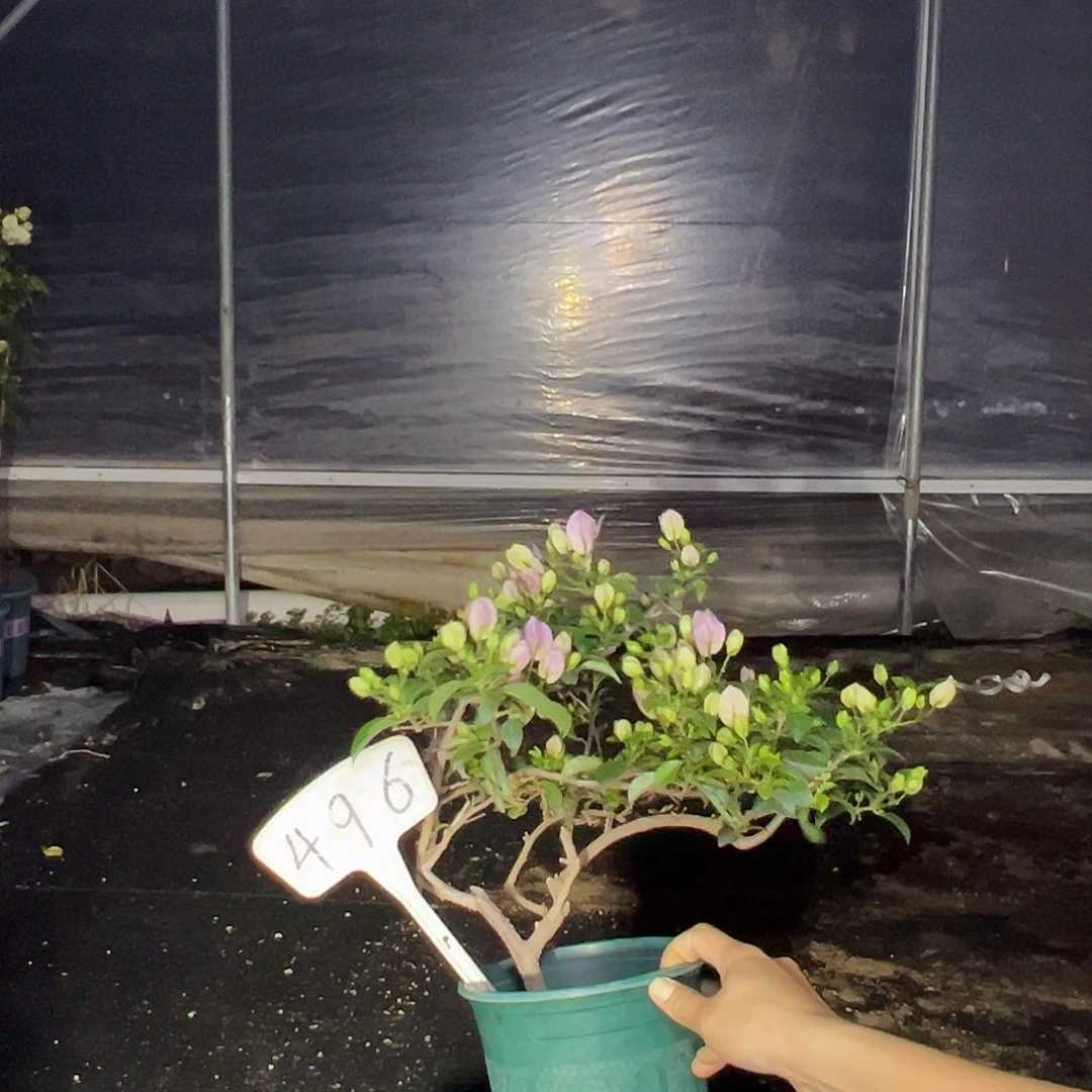 完全开放雪紫 原生小树头496