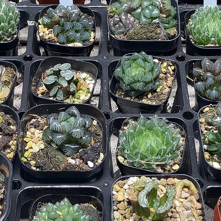 50 脱土发货8颗13.9包邮