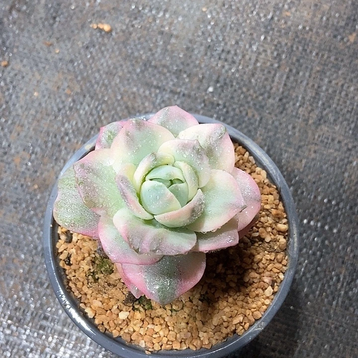 ****可爱玫瑰彩锦多肉植物