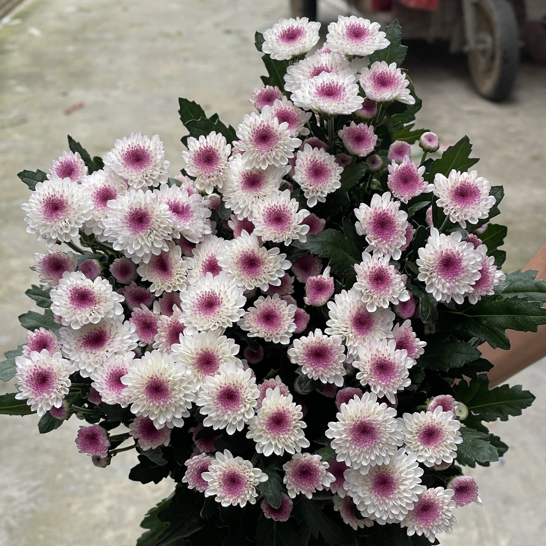 马蒂斯小菊 10枝  全店任意5单一个运费