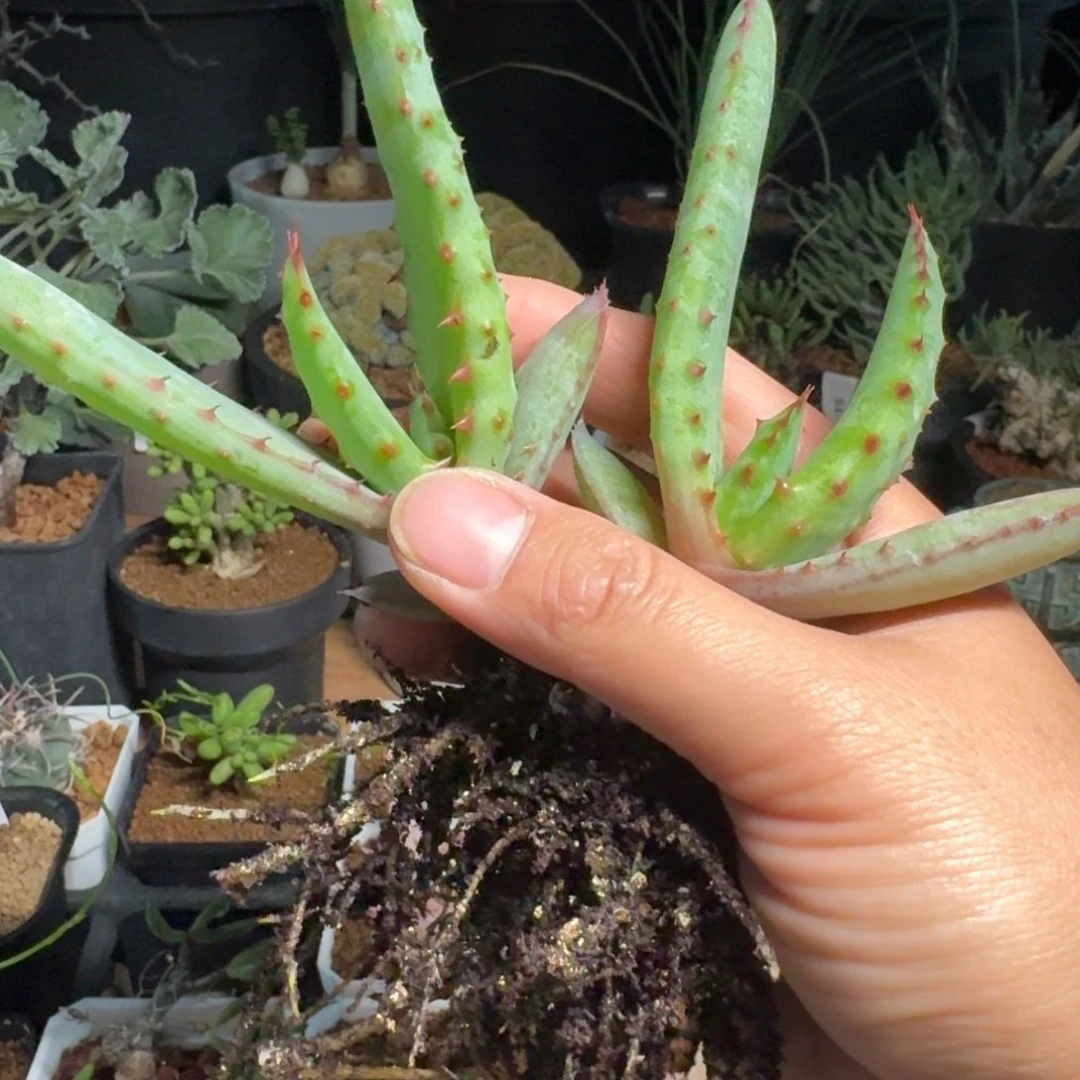 好望角芦荟一物一拍多肉植物