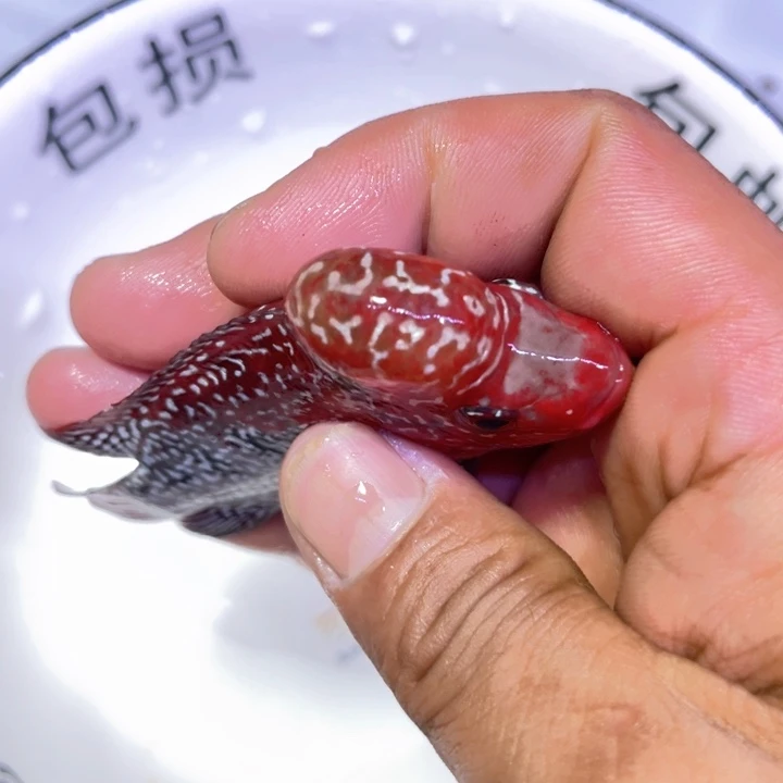 罗汉鱼38//—//—-///