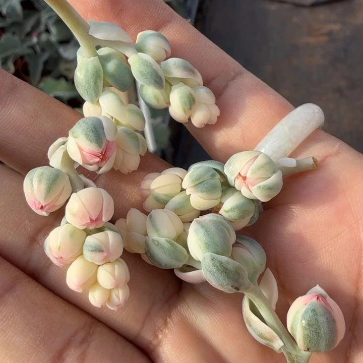 一堆花剑是你的锦