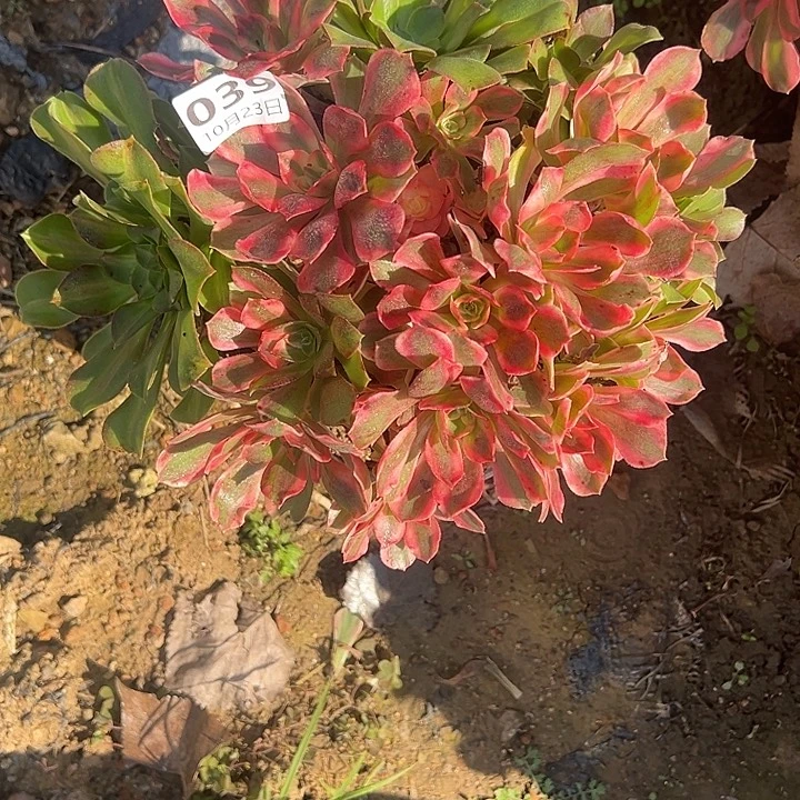 10.23-39女妖多肉植物0